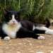 Mentre parliamo ci raggiungono altri gatti: il simpatico Silvestro...